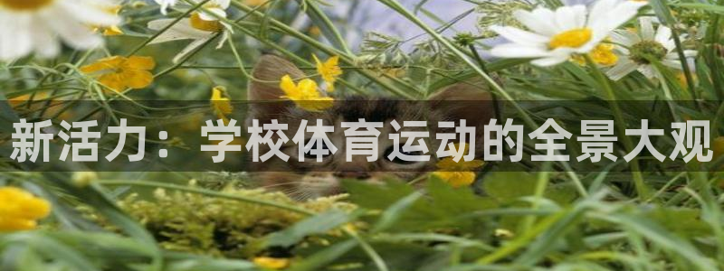 杏鑫体育在线注册：新活力：学校体育运动的全景大观